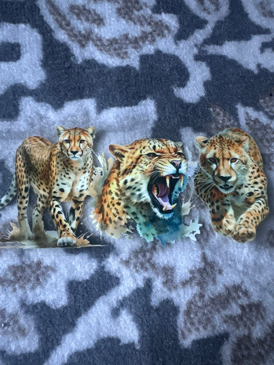 Cheetah
